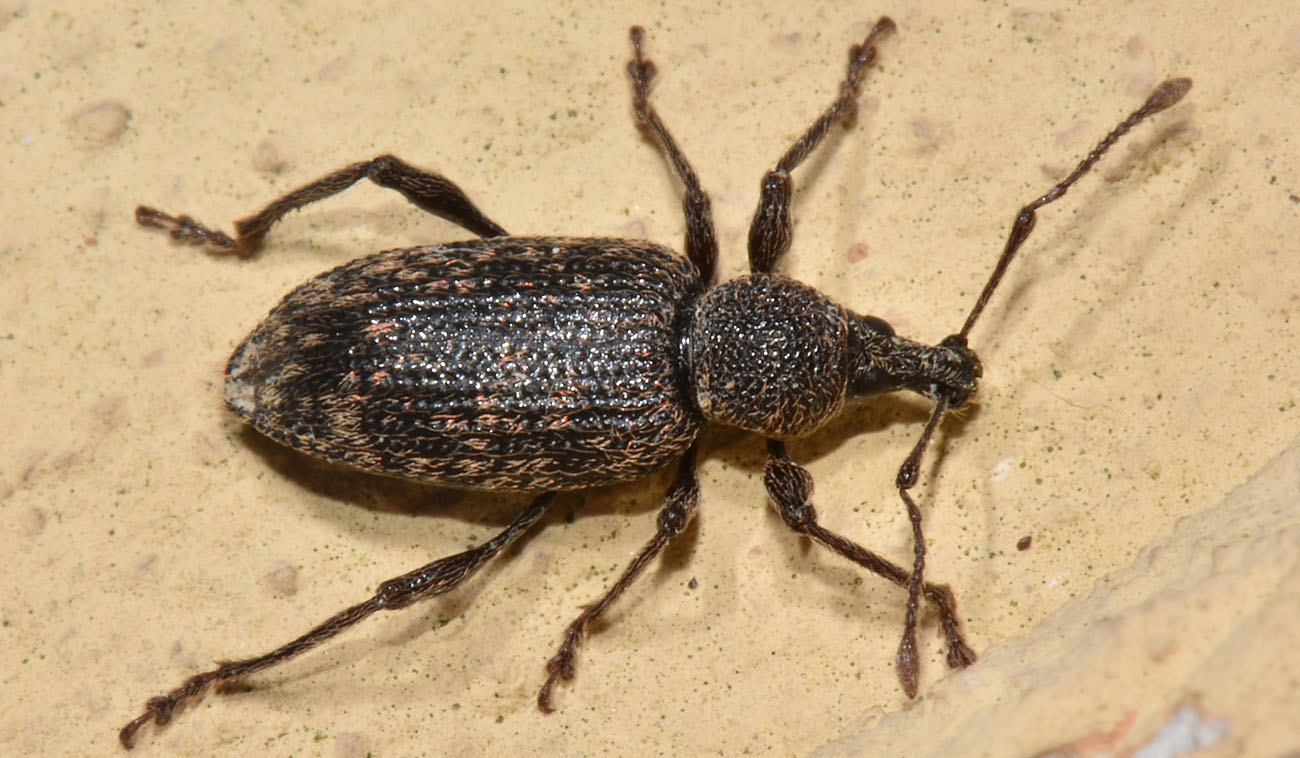 Curculionidae: Otiorhynchus perdix?